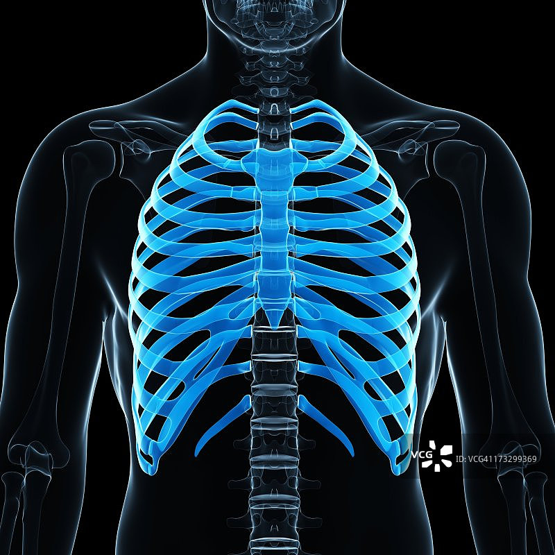 肋骨艺术作品图片素材