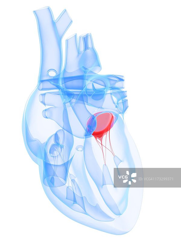 心脏瓣膜艺术作品图片素材