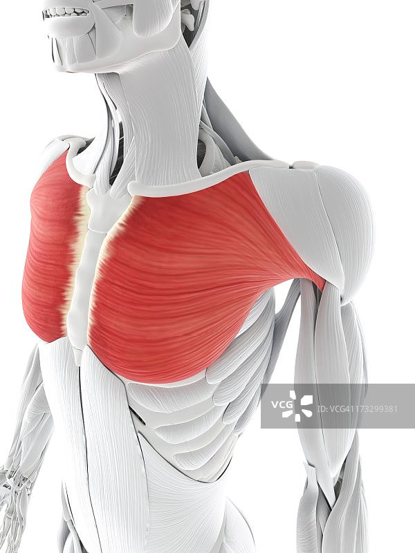 胸肌，艺术作品图片素材