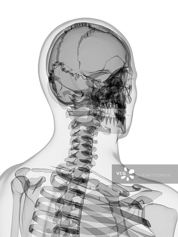 男性骨骼,艺术品图片素材
