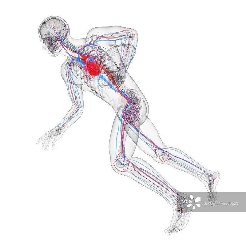心血管系统、艺术品图片素材