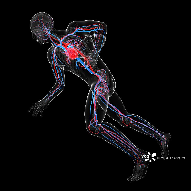 心血管系统、艺术品图片素材