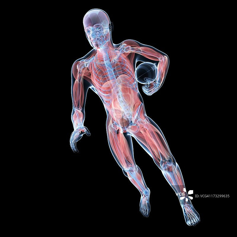 雄性肌肉组织,艺术品图片素材