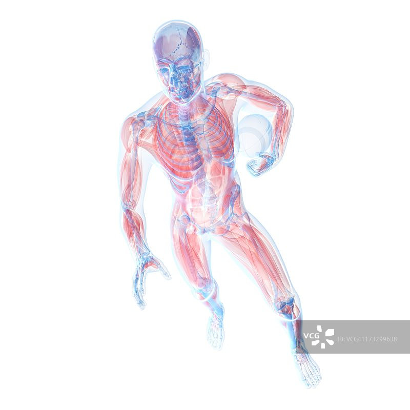 雄性肌肉组织,艺术品图片素材