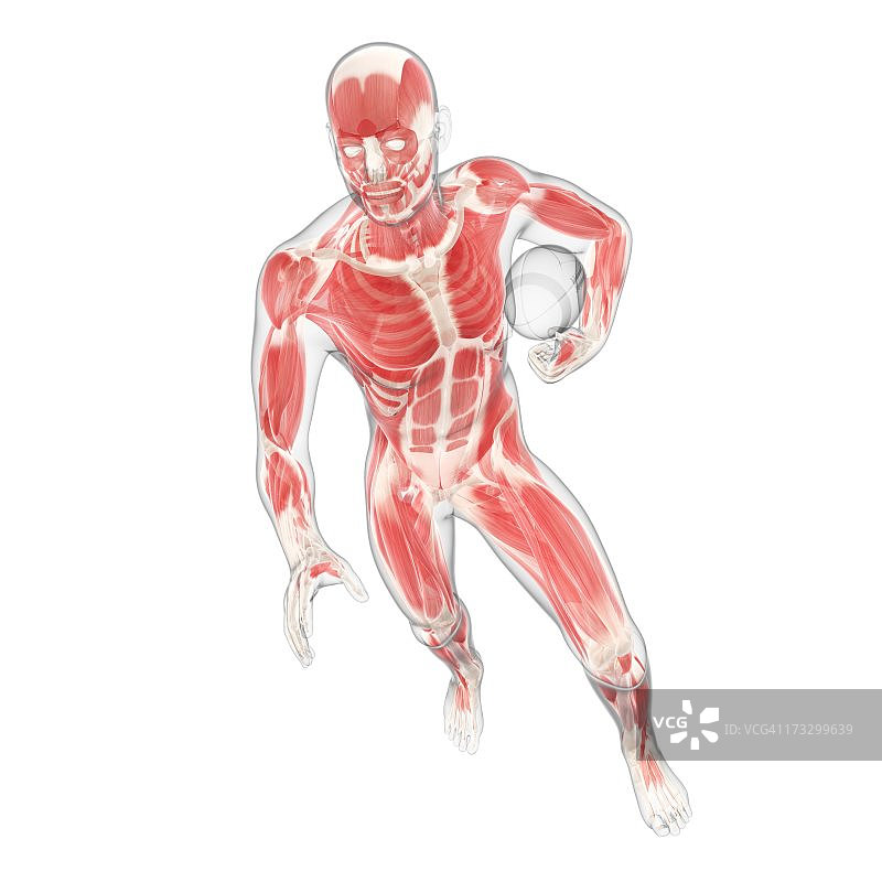 雄性肌肉组织,艺术品图片素材