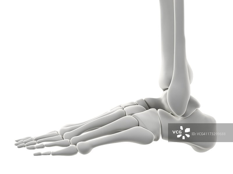 足部骨骼艺术作品图片素材