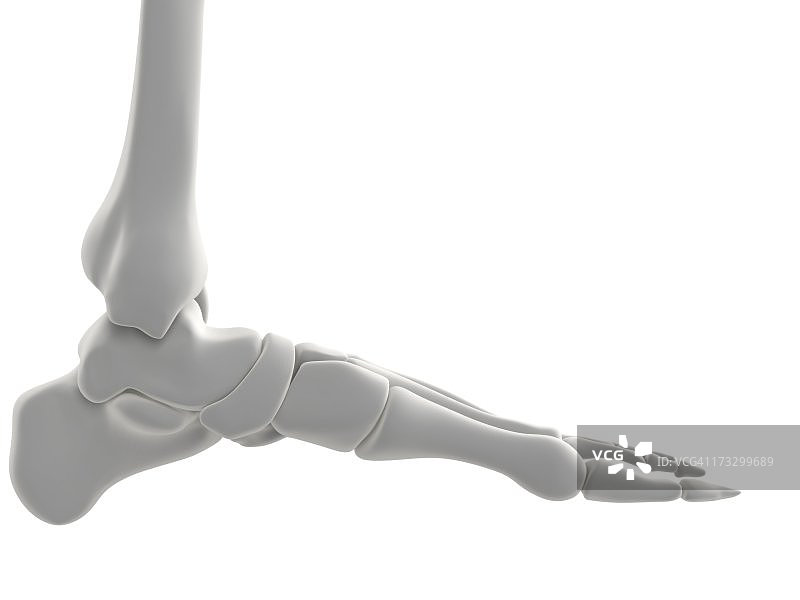 足部骨骼艺术作品图片素材