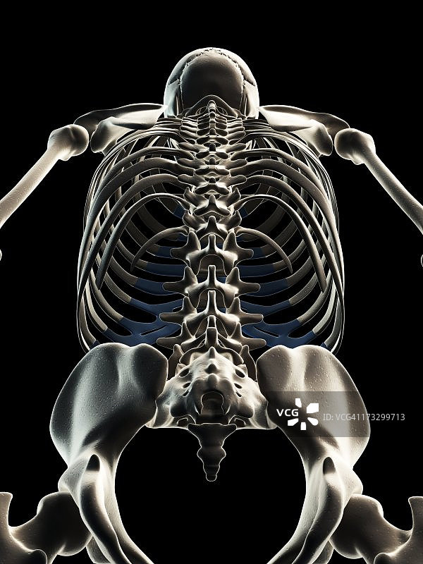 男性骨骼,艺术品图片素材