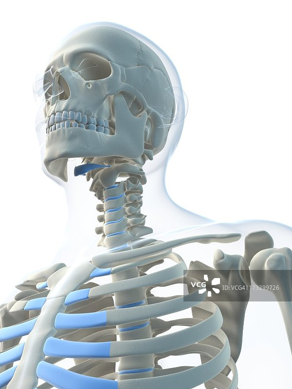 男性骨骼,艺术品图片素材