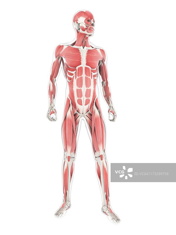 雄性肌肉组织,艺术品图片素材