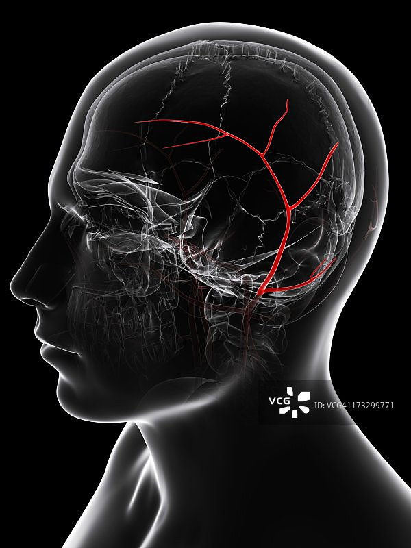 颞动脉，艺术作品图片素材