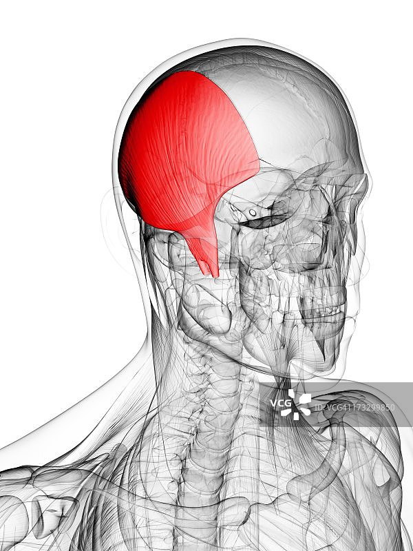 头部肌肉艺术作品图片素材