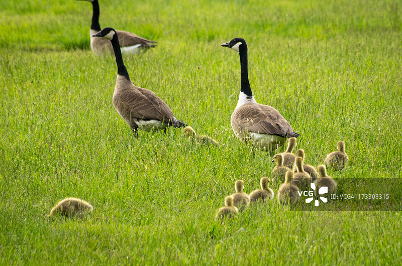 模糊的关注者图片素材