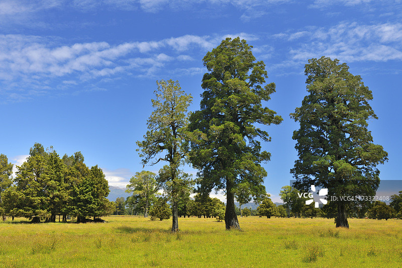 绿树掩映的乡村风光图片素材