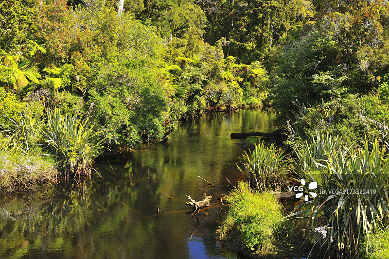 海岸温带雨林图片素材
