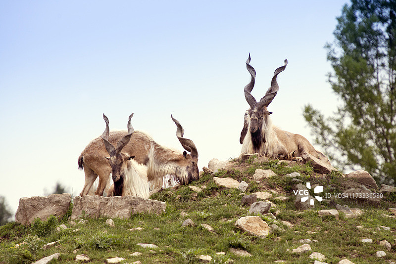 马克霍尔羊的软木塞图片素材