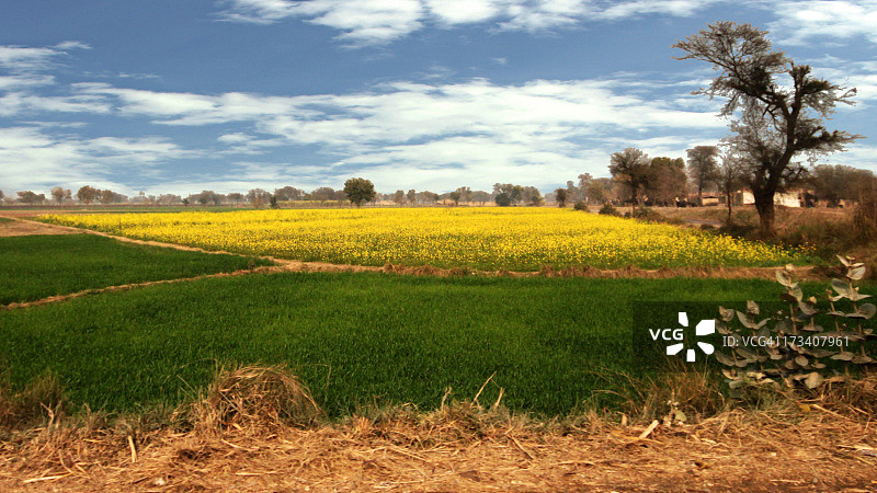 芥末 | 丰收的作物图片素材