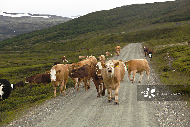 山中的牛群图片素材