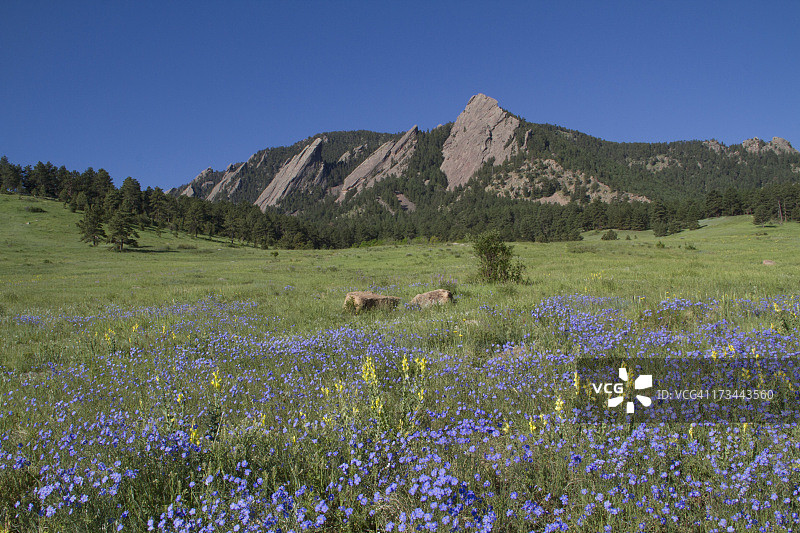 肖托夸公园的野花图片素材
