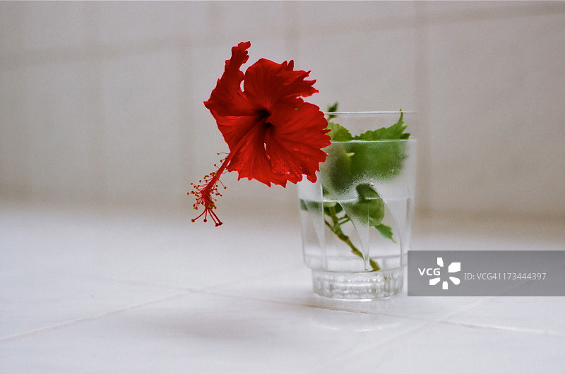 红色的芙蓉图片素材