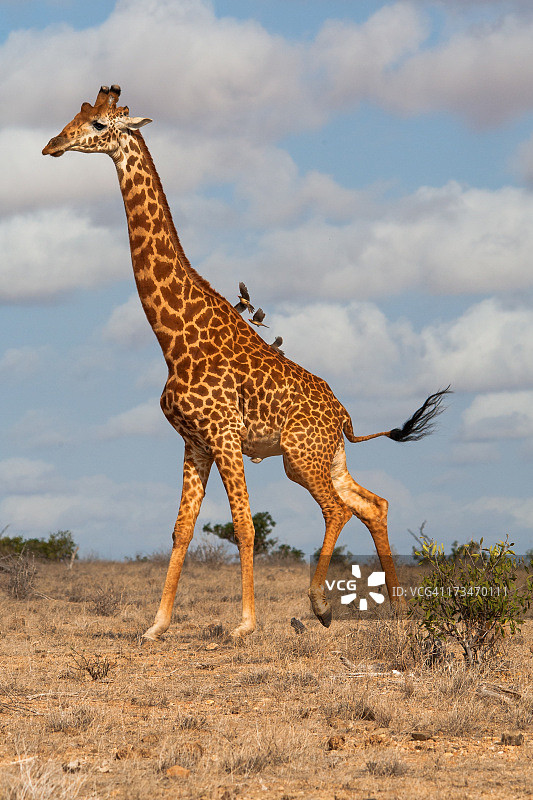 长颈鹿图片素材