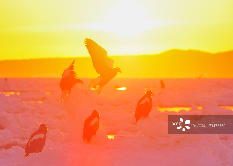 我在晨光中起舞图片素材