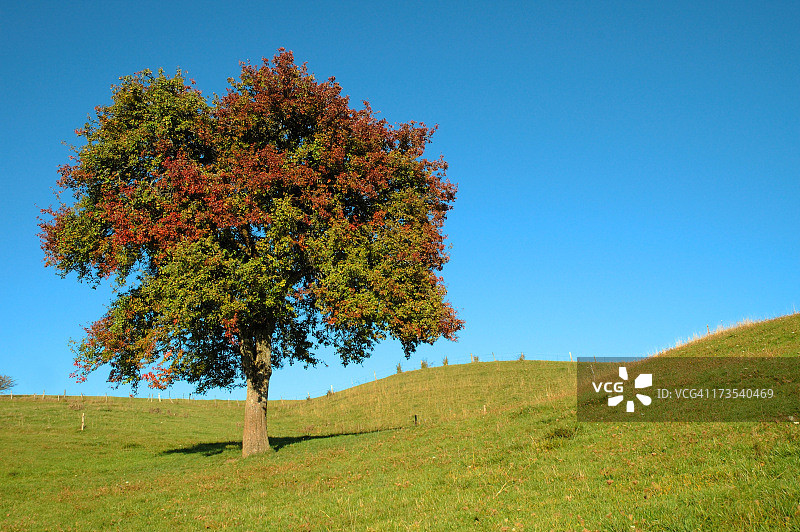绵延山丘上的苹果树图片素材