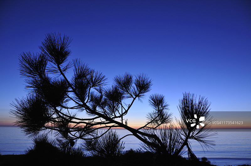 托里松树图片素材