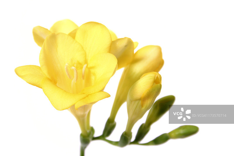 小苍兰图片素材