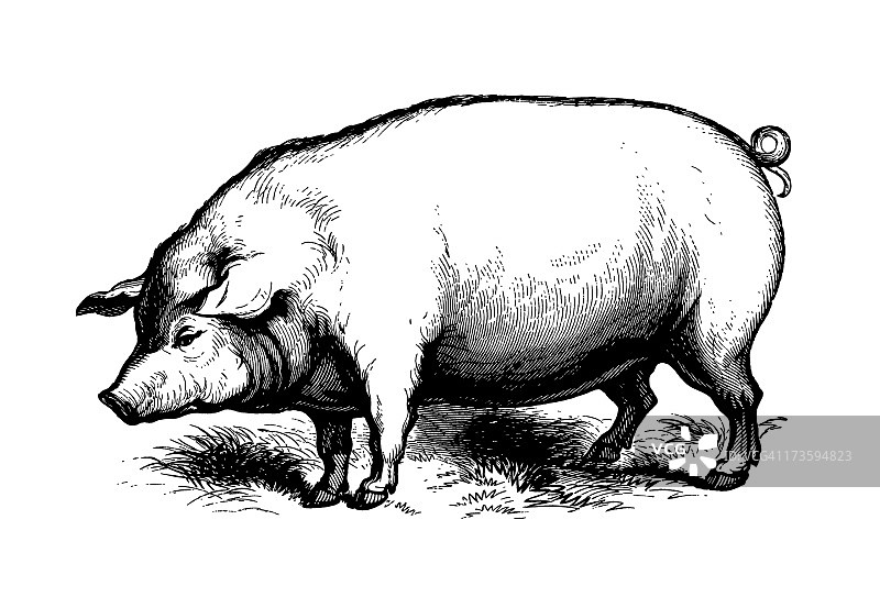 白色背景中的猪图片素材