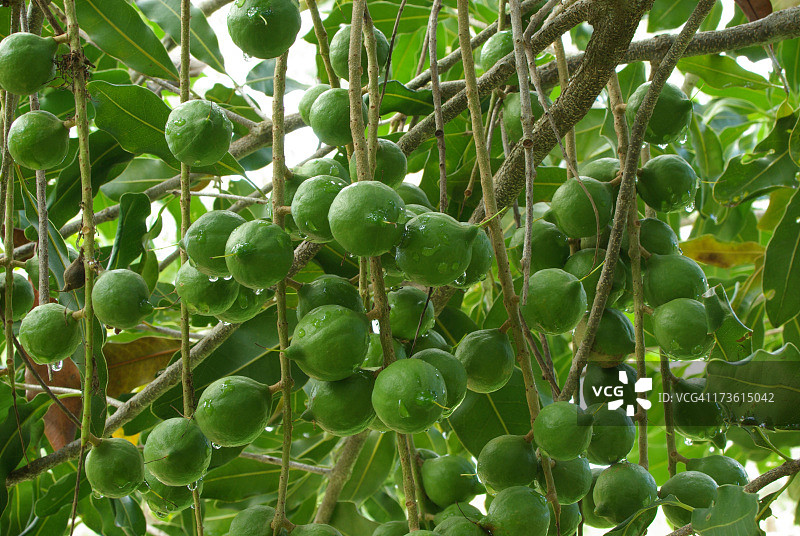 树上的澳洲坚果图片素材