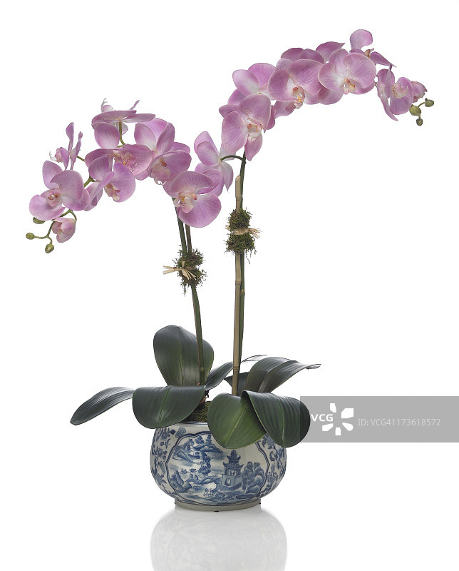 白色背景瓷瓶蝴蝶兰图片素材