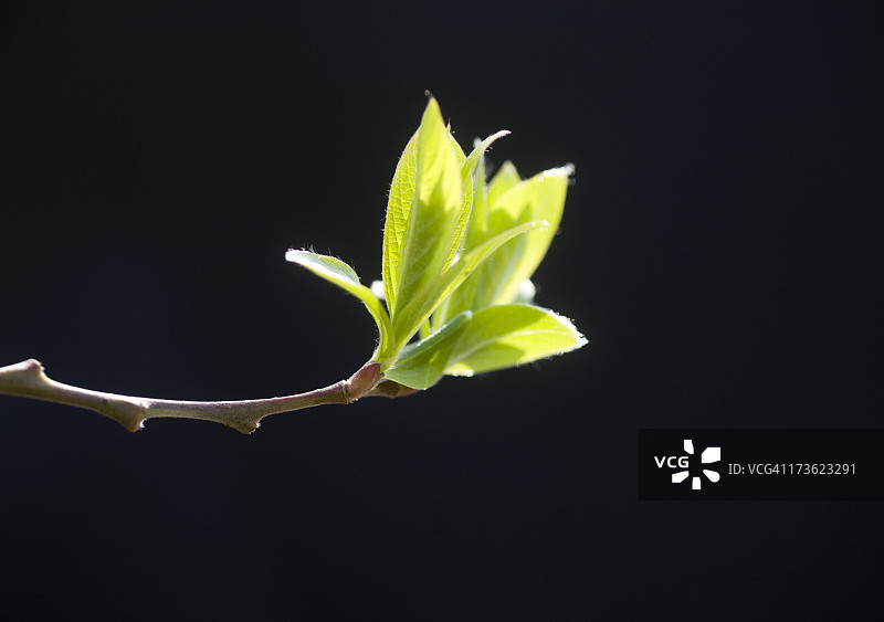 春天的叶子图片素材