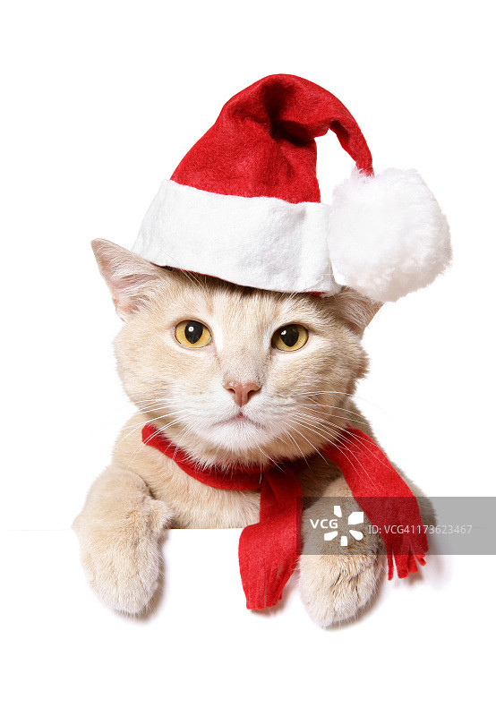 圣诞猫（空白标牌）图片素材