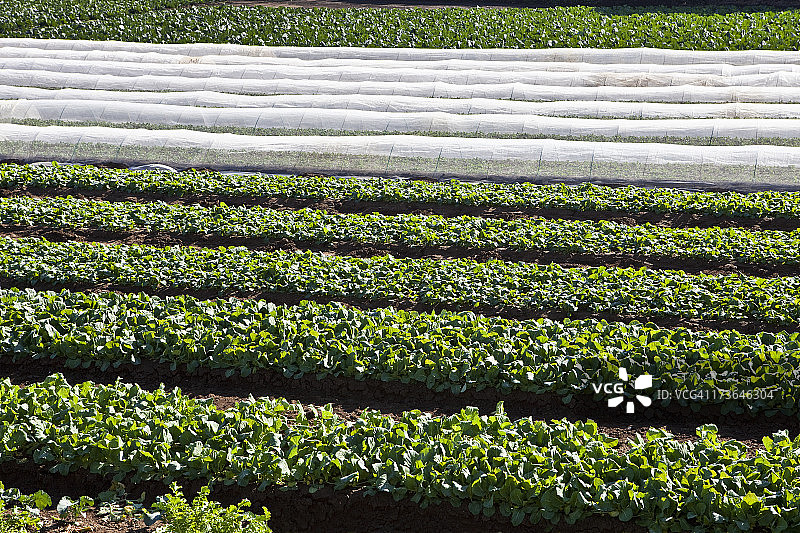 小松菜种植田图片素材