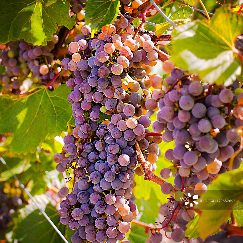 灰弗龙特纳克品种的酿酒葡萄图片素材