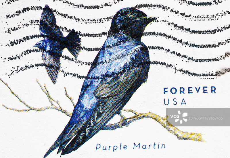 紫 মার্ট图片素材