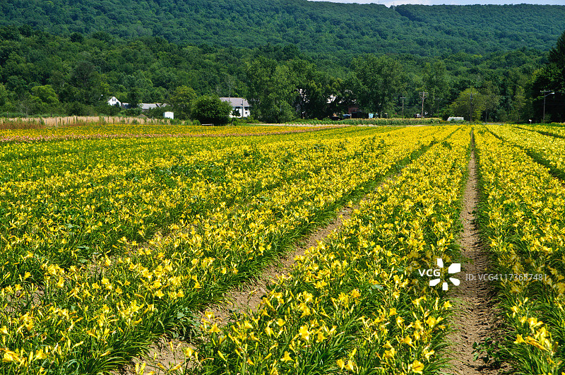 金色田野图片素材