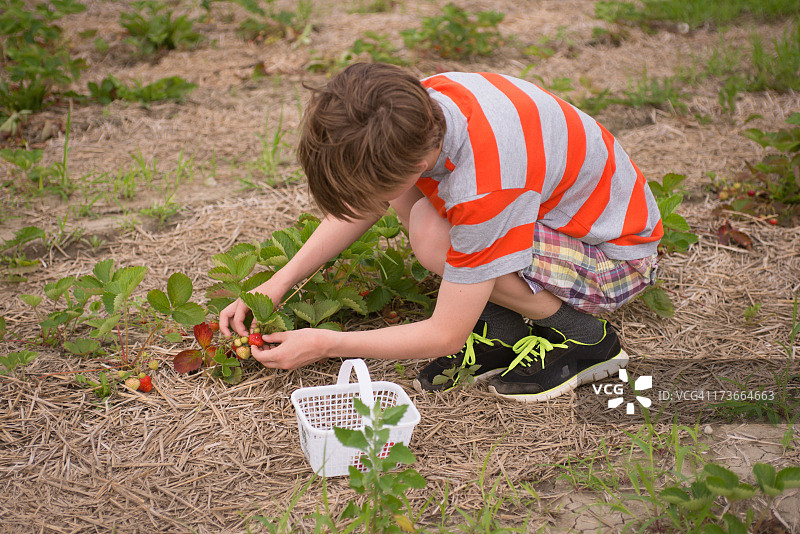 穿条纹衬衫的男孩摘草莓图片素材