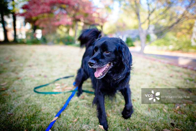 院子里用皮带牵着的黑狗图片素材