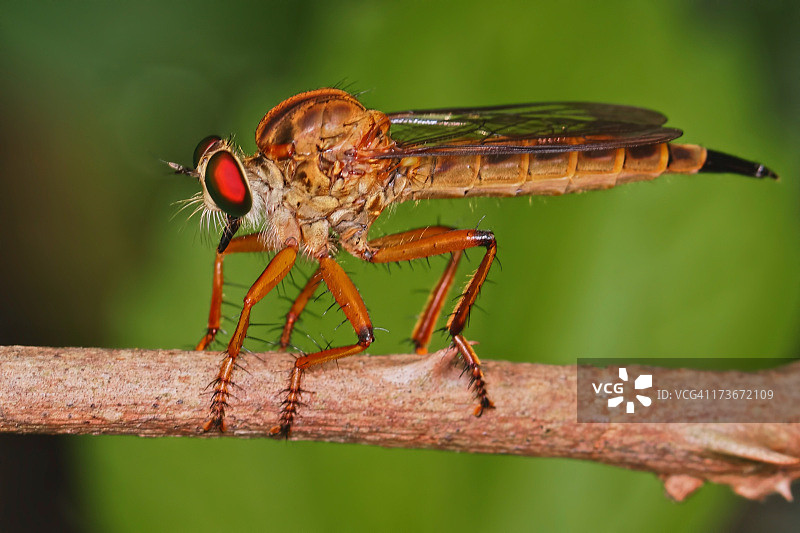 食虫虻图片素材