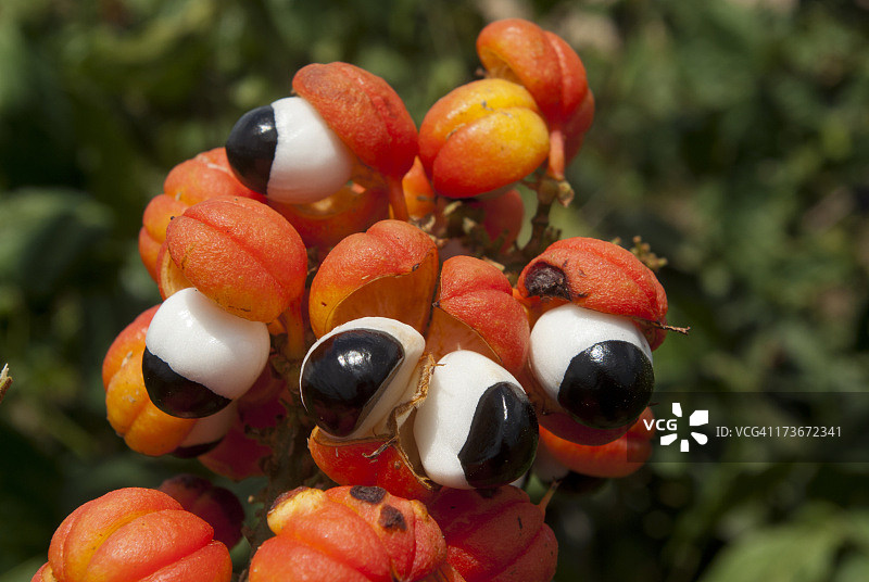 瓜拉纳浆果和种子图片素材