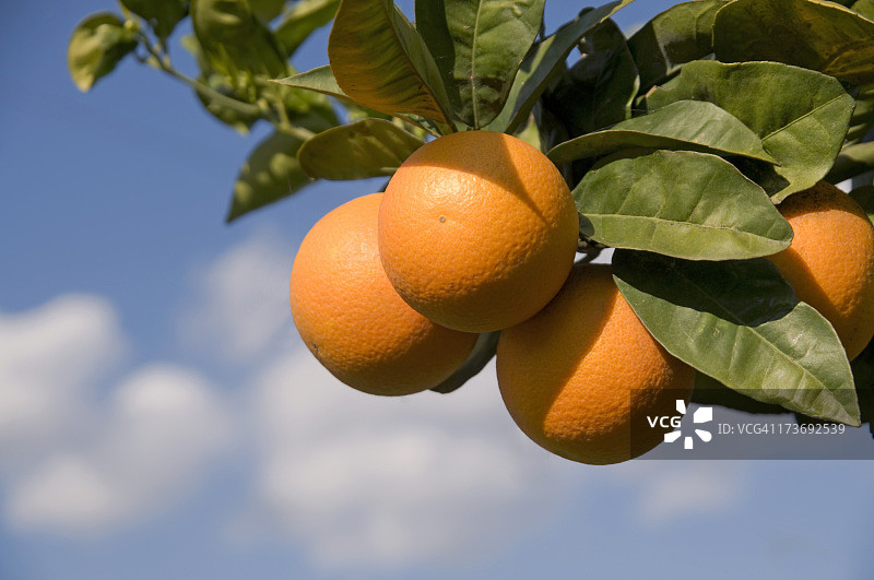 橙子图片素材
