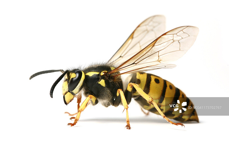 黄蜂图片素材