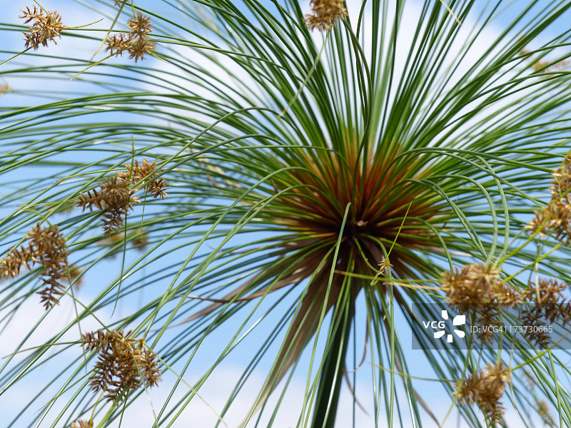 纸莎草图片素材