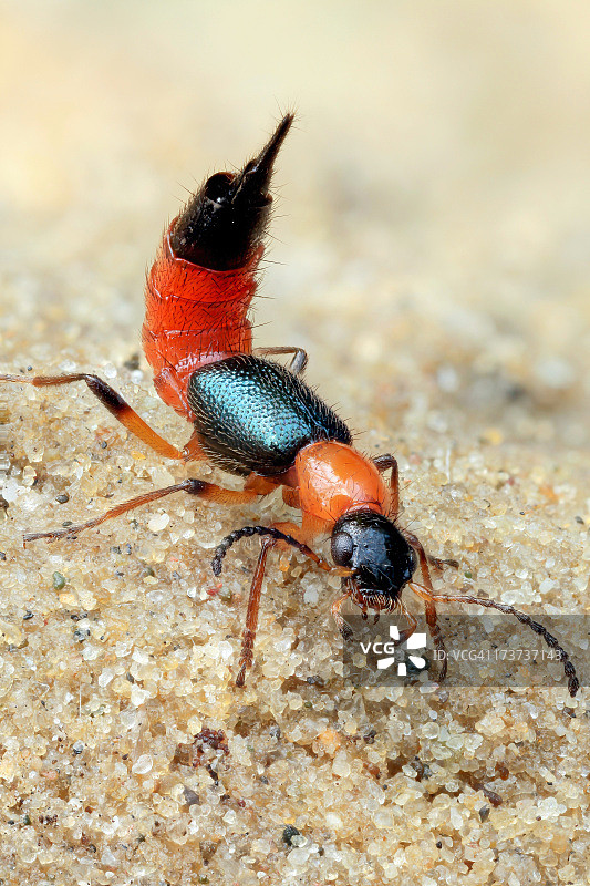 仿生刺图片素材