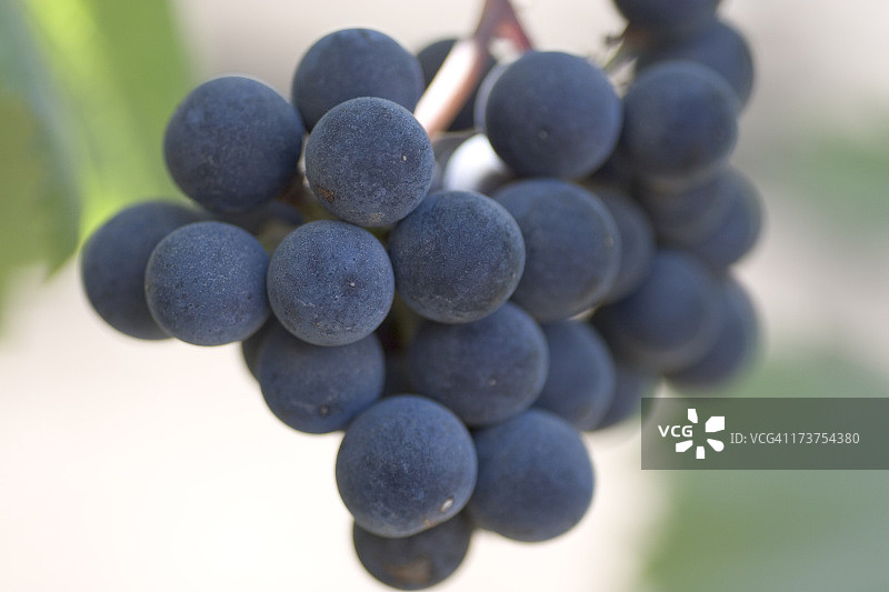 烹饪：酿酒葡萄微距图片素材
