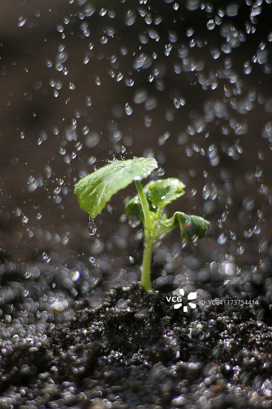 浅景深浇水嫩芽图片素材