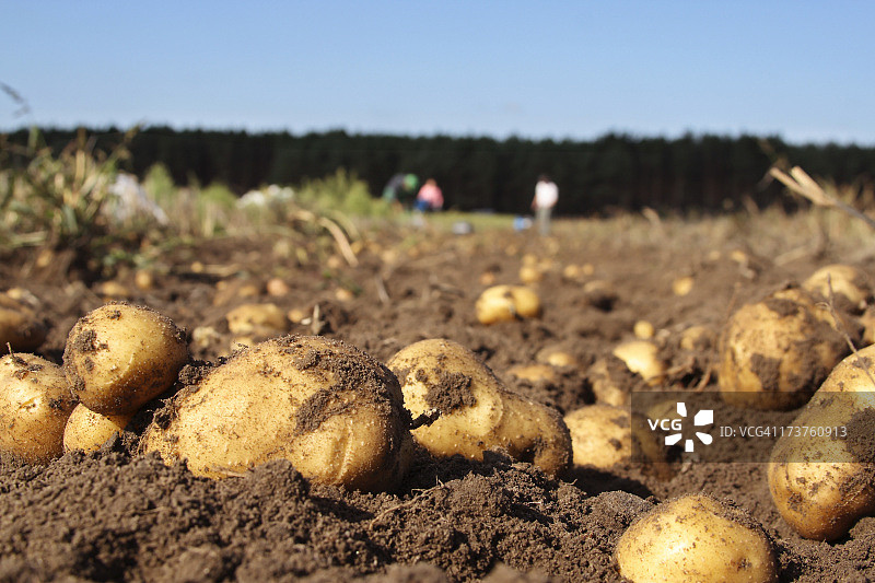 田野里的土豆图片素材