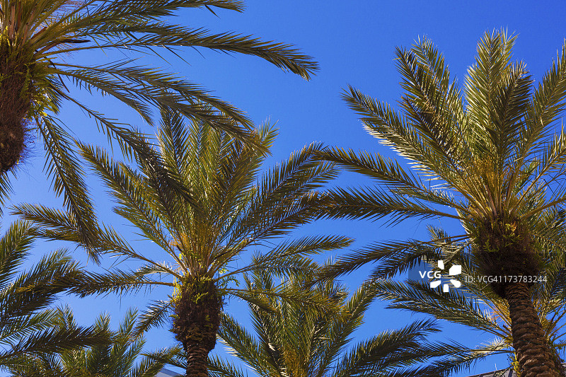 佛罗里达州的枣椰树图片素材